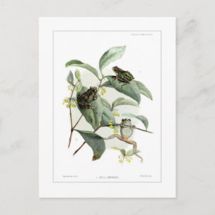 Boomkikkers Briefkaart