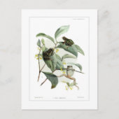 Boomkikkers Briefkaart (Voorkant)