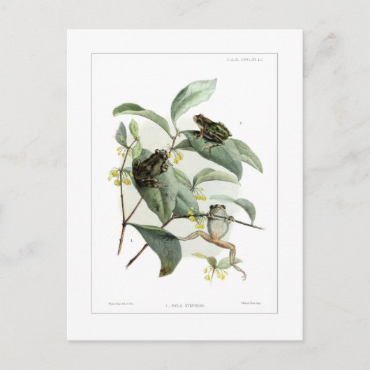 Boomkikkers Briefkaart (Voorkant)