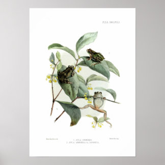 Boomkikkers Poster