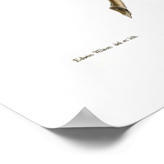 Boomkikkers Poster (Hoek)