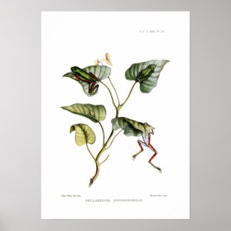 Boomkikkers Poster