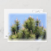 boomkruis briefkaart (Voorkant / Achterkant)