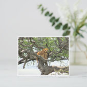 boomleeuwin briefkaart (Staand voorkant)