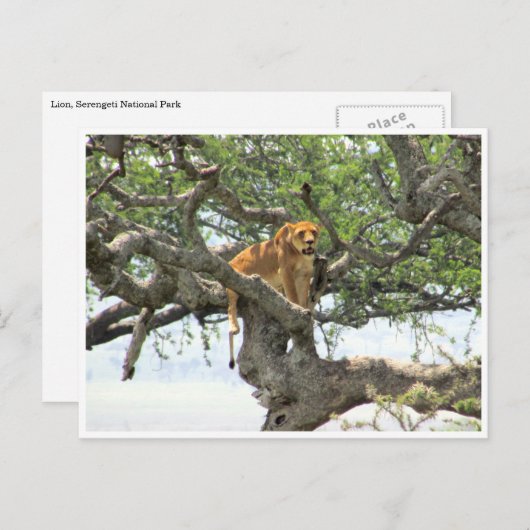 boomleeuwin briefkaart (Voorkant / Achterkant)