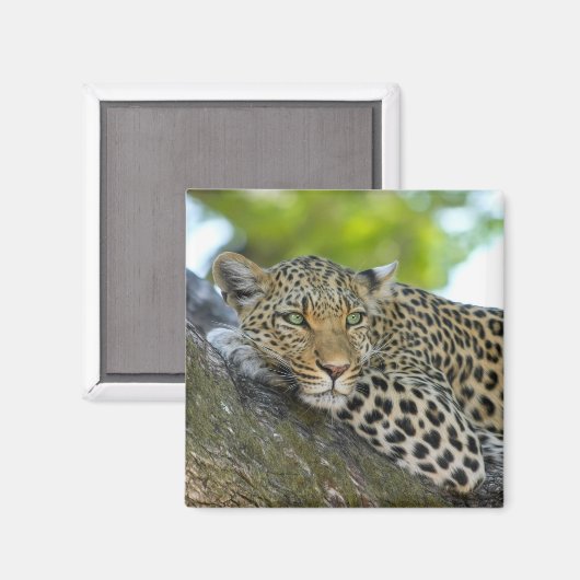 boomluipaard magneet (Voorkant / Achterkant)