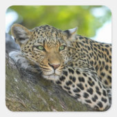 Boomluipaard stickers (Voorkant)