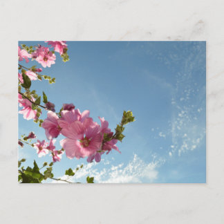 Boommalve Bloesems & Zomerlucht Briefkaart