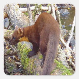 Boommarter Op Boomstam Bos Natuur Dier Sticker