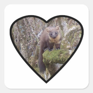 Boommarter Op Boomstam Bos Wilde Natuur Dieren Kun Vierkante Sticker