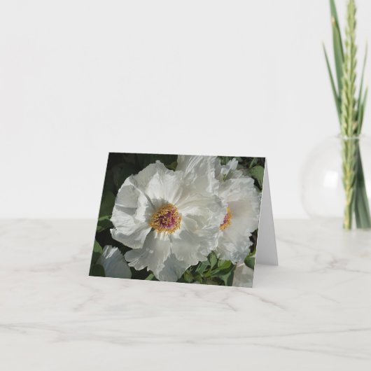 Boompioenen Notitiekaartje (Voorkant)