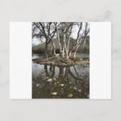 boomreflectie briefkaart (Voorkant)
