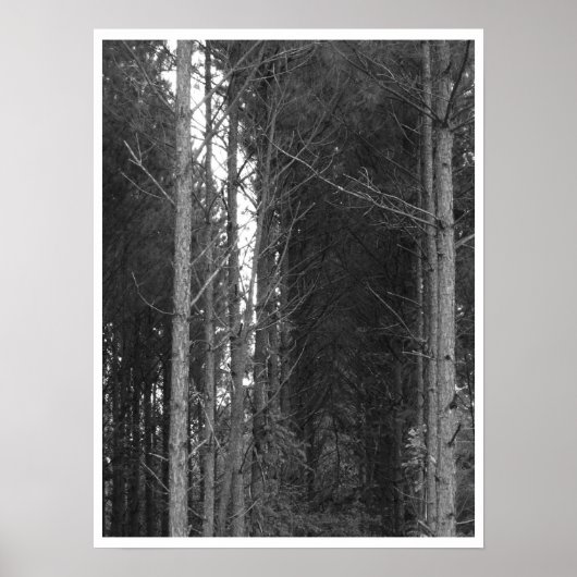 boomrij poster (Voorkant)