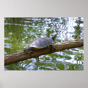 boomschildpad poster