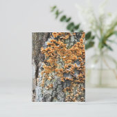 boomschimmel briefkaart (Staand voorkant)