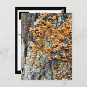 boomschimmel briefkaart (Voorkant / Achterkant)