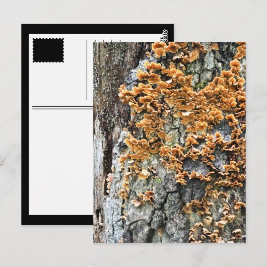 boomschimmel briefkaart (Voorkant / Achterkant)