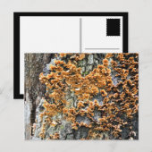 boomschimmel briefkaart (Voorkant / Achterkant)