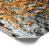 boomschimmel poster (Hoek)