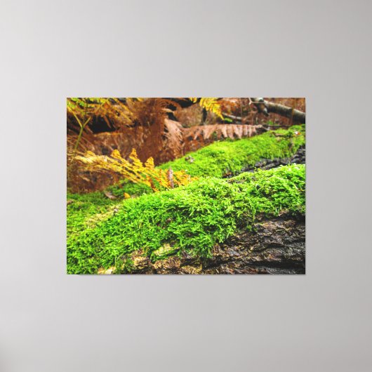 Boomschors in herfstmos - canvas afdruk (Voorkant)