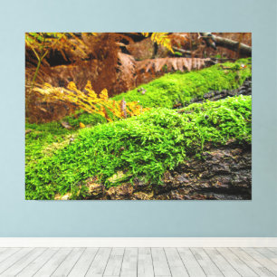 Boomschors in herfstmos - canvas afdruk
