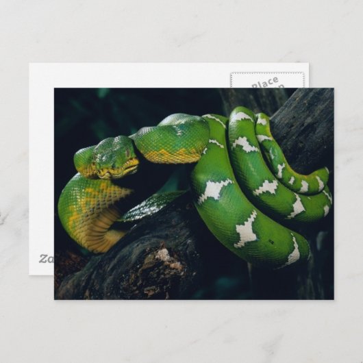 boomslang briefkaart (Voorkant / Achterkant)