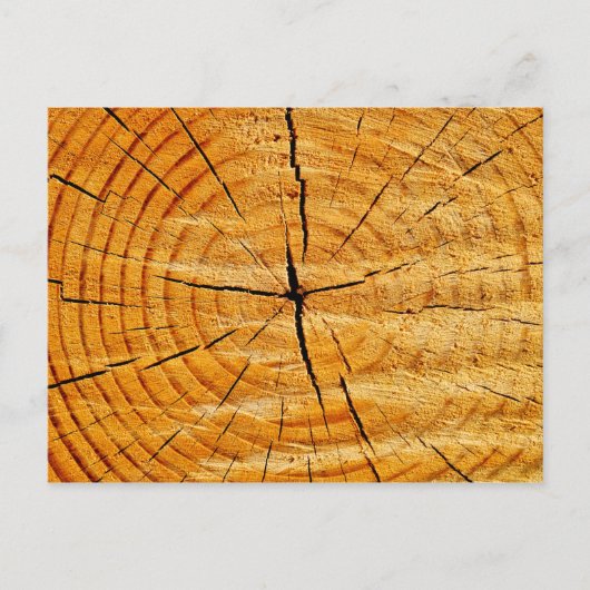 boomstam briefkaart (Voorkant)