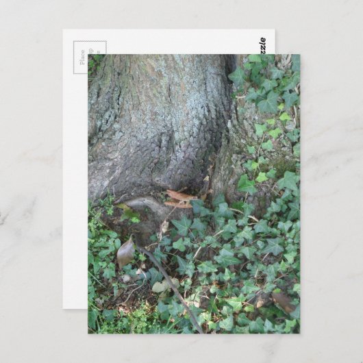 Boomstam en vijver in het bos briefkaart (Voorkant / Achterkant)