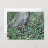 Boomstam en vijver in het bos briefkaart (Voorkant / Achterkant)