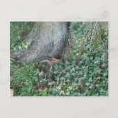 Boomstam en vijver in het bos briefkaart (Voorkant)