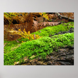 Boomstam in herfstmos - Gepersonaliseerd Poster