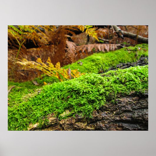 Boomstam in herfstmos - Gepersonaliseerd Poster (Voorkant)