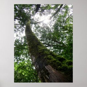 Boomstam/Lalashan National Forest Sanctuary Poster