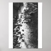 boomstam poster (Voorkant)