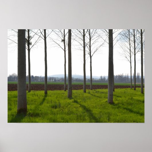 Boomstammen en het Franse platteland Poster (Voorkant)