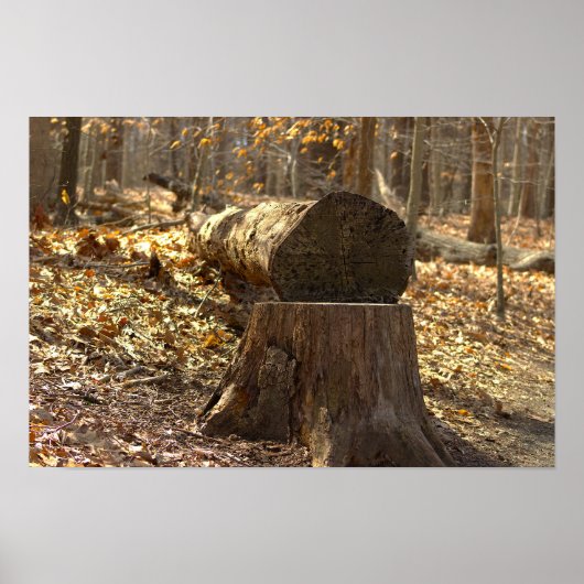 Boomstronk in het bos poster (Voorkant)