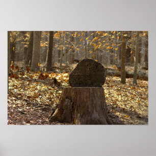 Boomstronk in het bos Poster