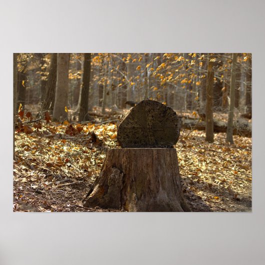 Boomstronk in het bos Poster (Voorkant)