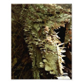 boomvinnen foto afdruk (Voorkant)