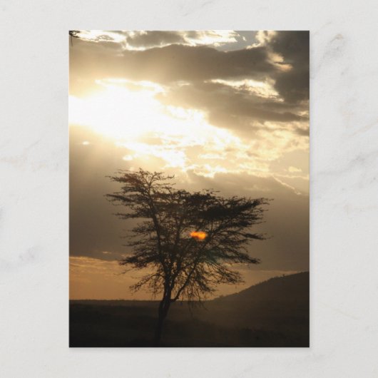 boomzonsondergang briefkaart (Voorkant)