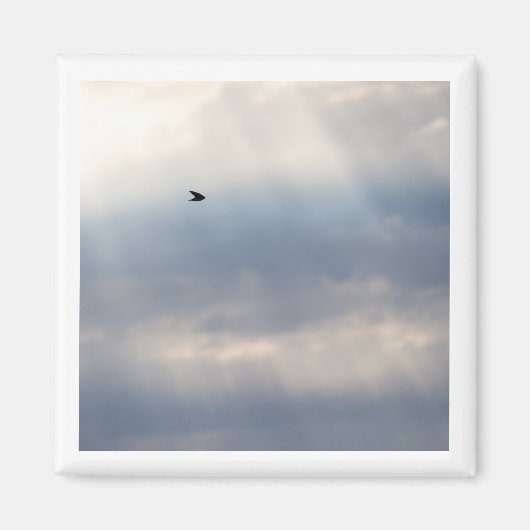 Boomzwaluw 2x2 magneet (Voorkant)