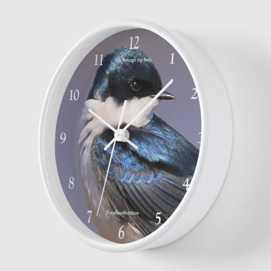 Boomzwaluw Zangvogel in Lentezonlicht (Hoek)