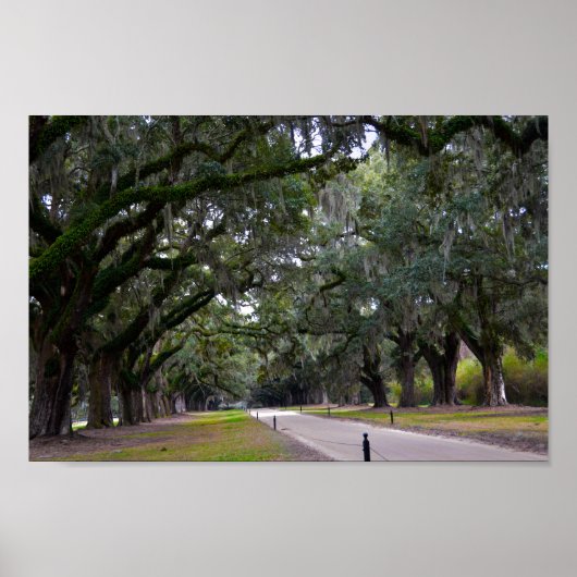 Boone Hall Avenue of Oaks in South Carolina Poster (Voorkant)