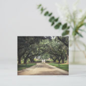 Boone Hall Oaks Briefkaart (Staand voorkant)