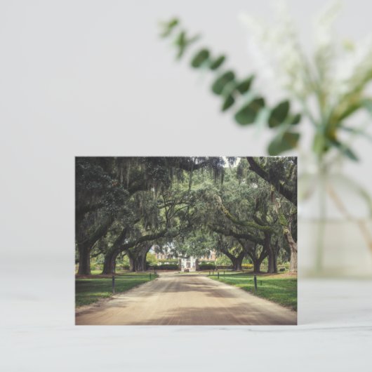 Boone Hall Oaks Briefkaart (Staand voorkant)