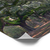 Boone Hall Plantation Avenue of Oaks Poster (Hoek)