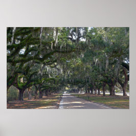 Boone Hall Plantation Laan van Eiken Poster