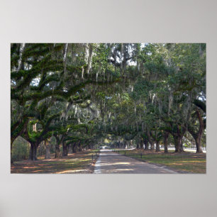 Boone Hall Plantation Laan van Eiken Poster