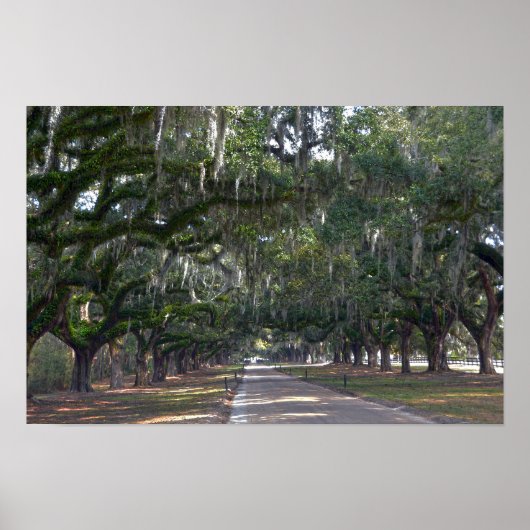 Boone Hall Plantation Laan van Eiken Poster (Voorkant)