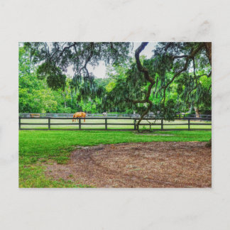 Boone Hall Stables Briefkaart